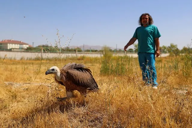 The small vulture and griffon vulture, which are in danger of extinction, found injured and exhausted in Hakkari were treated in Van, Turkiye on September 06, 2022. Vultures, who are cared for after the treatment and left in the garden of the treatment center, will be released back to nature in the area they are in after they recover. (Photo by Ozkan Bilgin/Anadolu Agency via Getty Images)