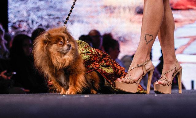 A Model walks the runway during the Pet Couturier Anthony Rubio show Fall/Winter 2025 Canine Couture during New York Fashion Week in New York on February 8, 2025. (Photo by Kena Betancur/AFP Photo)