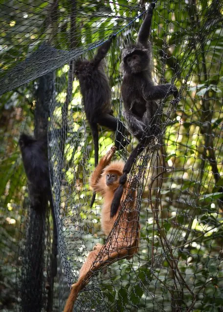 Four Javan langurs (Trachypithecus auratus) inside the socialization cage, when to be released into the protected forest of Kondang Merak, Malang, East Java, on September 18, 2022. Seven Javan langurs have been released into the wild and have increased the colony of Javan langurs to 100 in the forest of Kondang Merak area. (Photo by Aman Rochman/ZUMA Press Wire/Rex Features/Shutterstock)