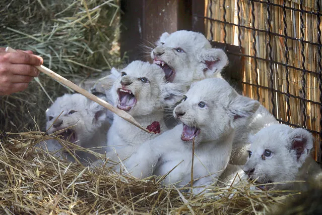 A zoo worker feeds five new-born white lion cubs in a private zoo in the village of Demydiv 50 kilometres west of Kiev, Ukraine, Thursday, August 11, 2016. (Photo by Efrem Lukatsky/AP Photo)