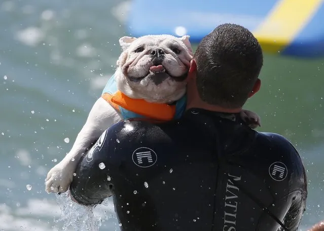 A dog is carried back into the water after riding a wave at the 6th Annual Surf City surf dog contest in Huntington Beach, California September 28, 2014. (Photo by Lucy Nicholson/Reuters)