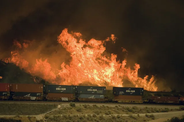 Flames erupt on a hillside alongside one of the main rail routes connecting Southern California with points north and east as a wildfire rages out of control in Cajon Pass north of Devore, Calif., Tuesday, August 16, 2016. The fire was roaring through the San Bernardino Mountains, heading generally north but also east and west above the Cajon Pass, and forced the shutdown of a section of Interstate 15, the main highway between Los Angeles and Las Vegas, leaving commuters stranded for hours. The growth was explosive, San Bernardino County fire spokesman Eric Sherwin said. (Photo by James Quigg/The Daily Press via AP Photo)