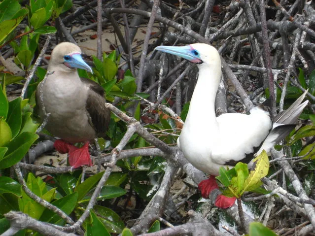 Red-Footed Booby