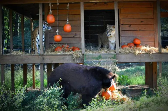 Lion, Tiger, Bear