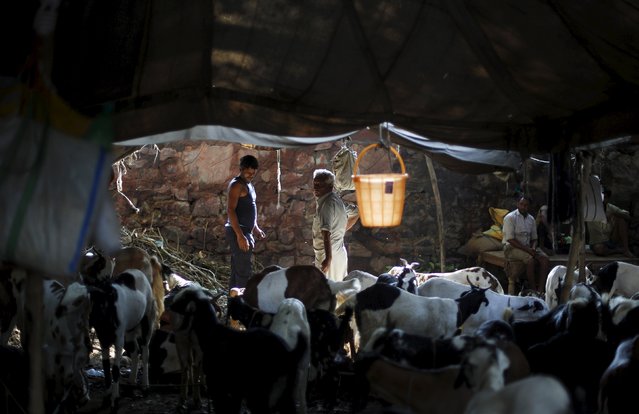 Traders wait for customers at a livestock market ahead of the Eid al-Adha festival in the old quarters of Delhi, India, September 22, 2015. (Photo by Adnan Abidi/Reuters)