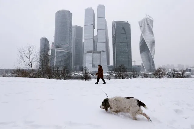 A woman walks with a dog, with the Moscow International Business Center also known as "Moskva-City" seen in the background, in the capital Moscow, Russia, January 13, 2016. (Photo by Maxim Zmeyev/Reuters)