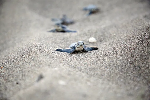 Newly hatched turtles make their way to the sea in Mersin, Turkey on August 12, 2020. Newly hatched loggerhead turtles (Caretta Caretta) and Green sea turtles (Chelonia mydas) continue to make their way into the sea as their instinctive behavior. (Photo by Mustafa Unal Uysal/Anadolu Agency via Getty Images)