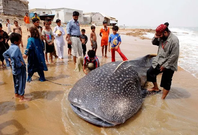 Children inspect the body of a dead whale along the Hawkesbay Beach in Karachi, Pakistan. (Photo by Asif Hassan/AFP Photo)