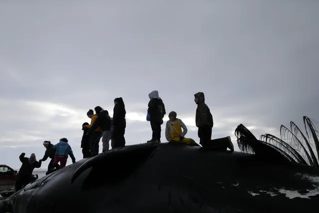 In this October 7, 2014, photo, family members and friends of the Anagi whaling crew celebrate the capture of a bowhead whale after it was brought ashore near Barrow, Alaska. The celebration begins earlier in the town when a whaling captain radios to shore, “hey, hey, hey!”, a sign to all of a captured whale. From there, news spreads. By the time the boats and whale make it to shore hours later, much of the town is there to greet the hunters. (Photo by Gregory Bull/AP Photo)