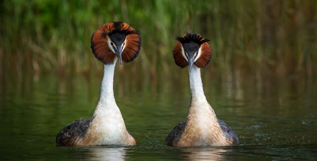 Puteketekes are pictured in Lake Alexandrina, Mackenzie Country, South Island, New Zealand, in this undated handout photo. (Photo by Leanne Buchan/Handout via Reuters)