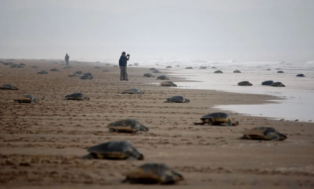 Pictures Of Recent Events: Animals 02.01 – 02.16 2013 (39 Photos)