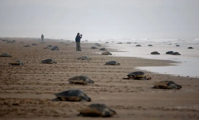 Olive Ridley turtle return to the Bay of Bengal sea after laying eggs at the Rushikulya river mouth beach in Ganjam district, 140 kilometers (88 miles) south of Bhubaneswar, India, Thursday, February 14, 2013. Olive Ridley turtles nest their eggs in parts of the Bay of Bengal Sea's Orissa coast. (Photo by Biswaranjan Rout/AP Photo)