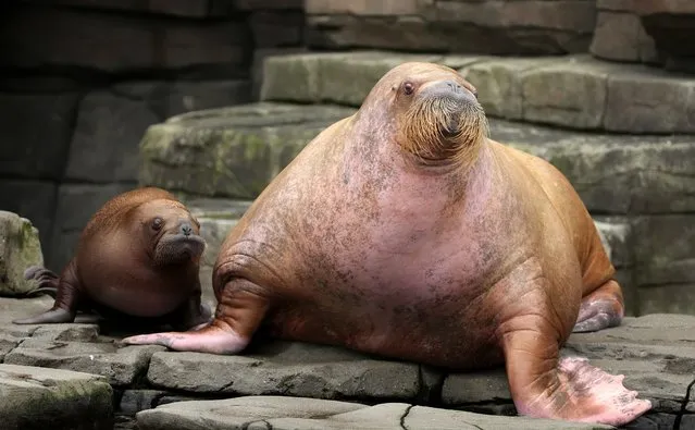 Walrus baby "Loki" relaxes next to her mother Polosa in the Hagenbeck zoo, Hamburg, northern Germany on October 13, 2015. The animal, born on June 5 weighs 111 kg was baptized on Tuesday. (Photo by Christian Charisius/AFP Photo/DPA)