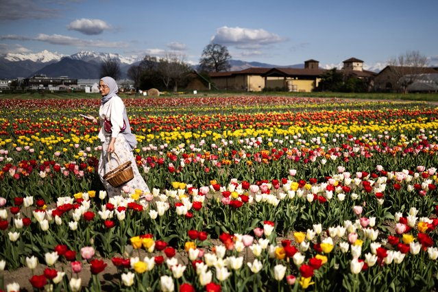 A visitor walks in a field of “Tulipani Italiani” tulips at the “Agriturismo Cascina DUC” farm, in Grugliasco, near Turin on April 1, 2025. The Tulipani Italiani you-pick garden was launched by Netherlands' Nitsuhe Wolanios and her companion Edwin Koeman: with an entrance fee, visitors visit the garden, pick tulips and relax. (Photo by Marco Bertorello/AFP Photo)