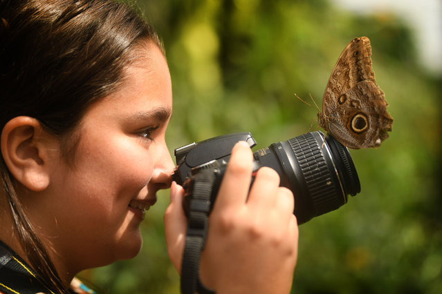 A giant owl butterfly lands on the lens of Ayda, a keen young photographer from Warwickshire, UK on July 17, 2025. The insect, which originates from the rainforests of Central and South America, is among 1,700 at Stratford Butterfly Farm in Stratford-upon-Avon. (Photo by Russell Sach)