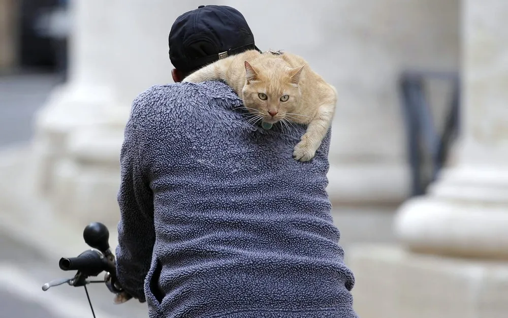 The Week in Pictures: Animals, March 4 – March 9 2013