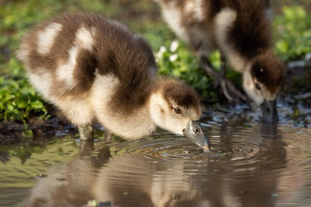 A gosling drinks water from a puddle after a storm in Frankfurt, Germany on July 21, 2025. (Photo by Matias Basualdo/ZUMA Press Wire/Rex Features/Shutterstock)