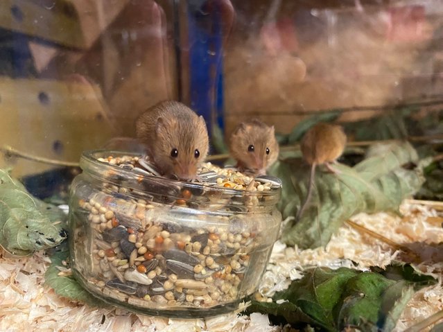 Harvest mice about to be released in Tiverton, Devon, England in the last decade of August 2025. Two schoolchildren have embarked on a project to release 250 of the animals after becoming devoted to the mice. (Photo by Karen Robinson/The Guardian)
