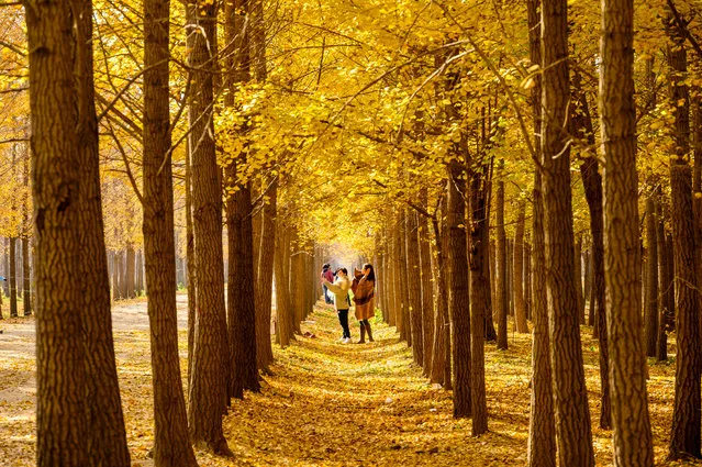 People walk under golden ginkgo trees at Changping district on October 29, 2020 in Beijing, China. (Photo by Wang Baosheng/Qianlong.com/VCG via Getty Images)