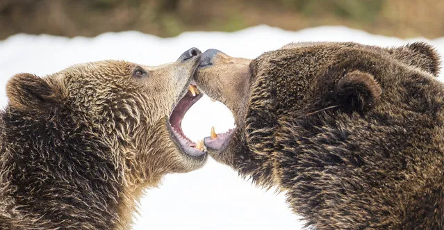 Two brown bears fight in the animal ground Neuschoenau and open up their mouths on March 24, 2018 in Neuschönau, Germany. (Photo by Lino Mirgeler/AP Photo)