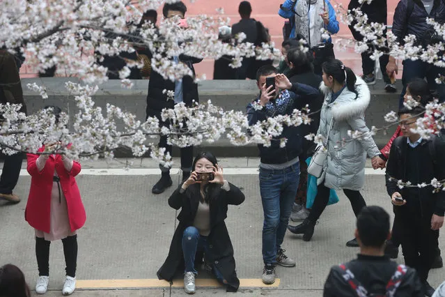Visitors take pictures of cherry blossoms at Wuhan University in Wuhan, China on March 21, 2018. (Photo by Reuters/China Stringer Network)