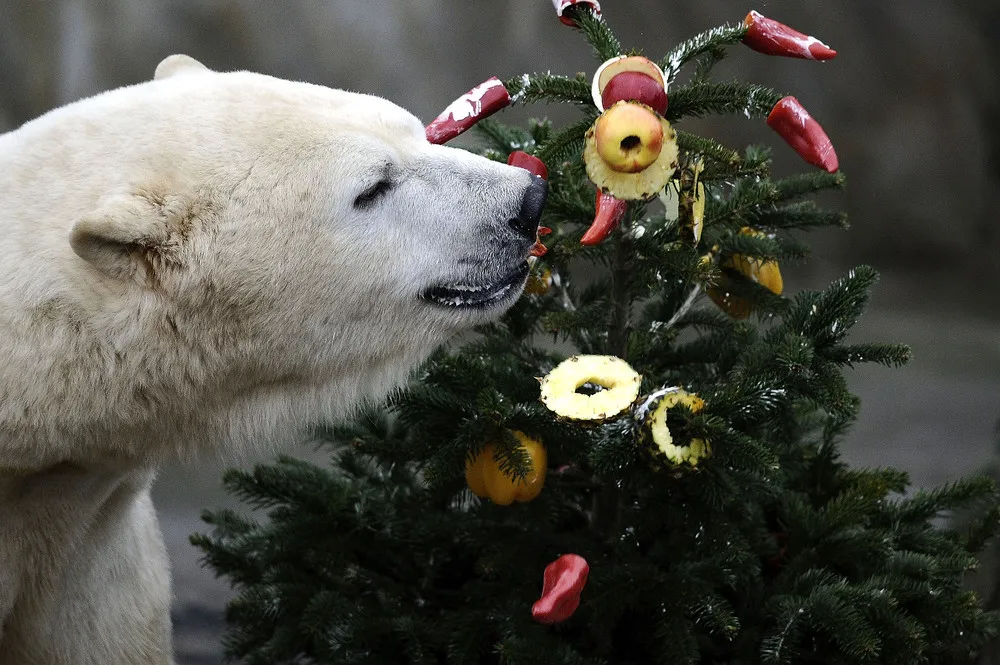 The Week in Pictures: Animals, December 20 – December 27, 2014
