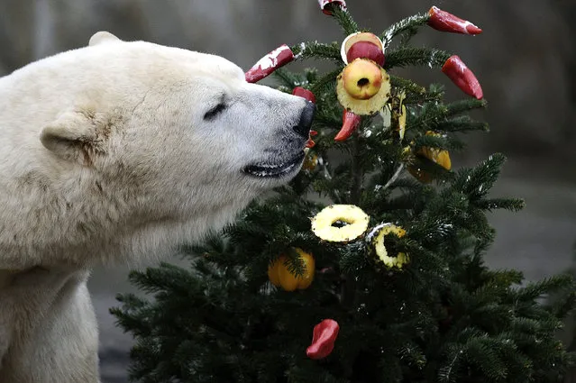 A Polar bear nibbles on fruit snacks hanging on a christmas tree at Hannover Zoo's “Yukon Bay” on December 22, 2014 in Hanover, Germany. (Photo by Alexander Koerner/Getty Images)