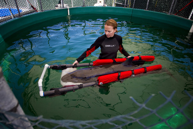 A veterinarian technician Chellan Robinson wades with a false killer whale calf after it was rescued near the shores of Tofino and brought to the Vancouver Aquarium Marine Mammal Rescue center in Vancouver, British Columbia July 11, 2014. (Photo by Ben Nelms/Reuters)