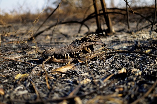 A burnt alligator's skull lies amongst burnt vegetation in the Pantanal, in Corumba, Mato Grosso do Sul state, Brazil, on June 10, 2024. (Photo by Ueslei Marcelino/Reuters)