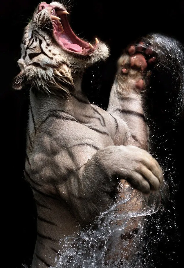 A White Bengal Tiger by Birte Person