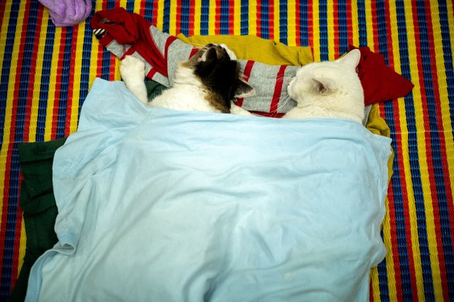 Cats rest at a temporary shelter in Hat Yai district, affected by deadly flooding due to heavy rainfall, which has impacted several provinces in southern Thailand on November 26, 2025. (Photo by Athit Perawongmetha/Reuters)