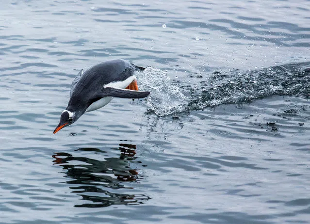 A gentoo penguin at Brown’s Station, Paradise Bay, in the Antarctic. This week when it was revealed that plastics had finally reached the world’s last great wilderness of Antarctica. (Photo by Paul Hilton/Greenpeace)