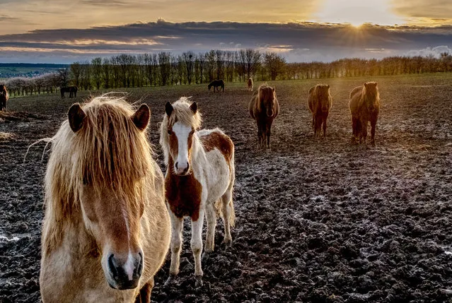 Icelandic stallions stand in their paddock at a stud farm in Wehrheim near Frankfurt, Germany, Monday, April 24, 2023. (Photo by Michael Probst/AP Photo)