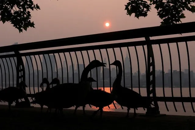 Canada geese are pictured along the Hudson River shortly after sunrise, as haze and smoke caused by wildfires in Canada hang over the Manhattan skyline, in New York City, New York, U.S., June 7, 2023. (Photo by Mike Segar/Reuters)