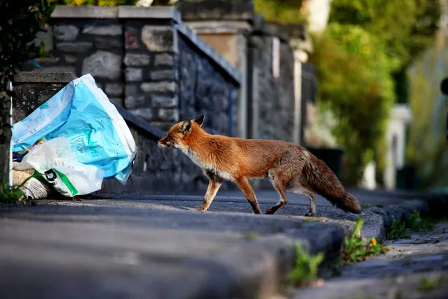 Urban Fox Project by Photographer Ian Wade