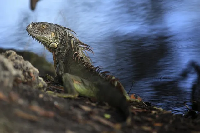 With temperatures clinging to the low 70s, an iguana suns itself in Davie, Fla., Friday, January 16, 2015. Due to Florida's prominence in the exotic pet trade, iguanas imported as pets have escaped or been released, and are now established in South Florida. (Photo by J. Pat Carter/AP Photo)