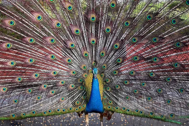 A peacock displays its iridescent feathers, also called train, in Mumbai on June 10, 2023. (Photo by Indranil Mukherjee/AFP Photo)