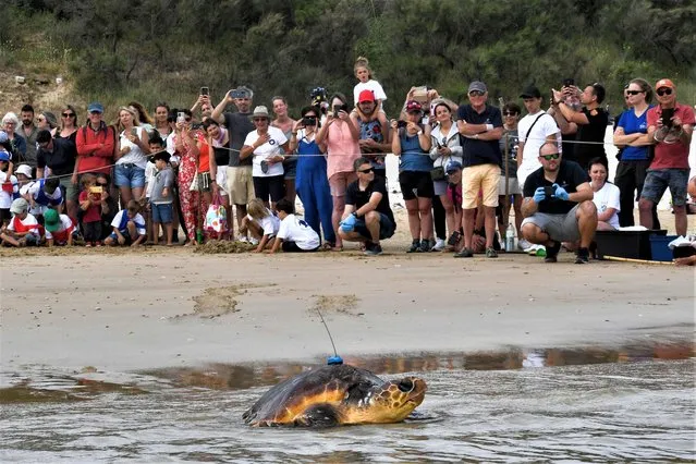 Spectators take picture as Nazare, 37 kg and 61 cm, the largest of the seventeen turtles at the La Rochelle Aquarium's turtle care centre, is released back into the sea during an operation after been cared for, at the Ile de Re, southwestern France, on June 8, 2023. (Photo by Mehdi Fedouach/AFP Photo)