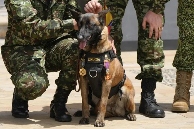 A Belgian Shepherd “Drugia”, the mother of the search dog Wilson that went missing during the search for four Indigenous children who survived an Amazon plane crash, attends a ceremony at the Palace of Narino in Bogota, Colombia, Monday, June 26, 2023. (Photo by Fernando Vergara/AP Photo)