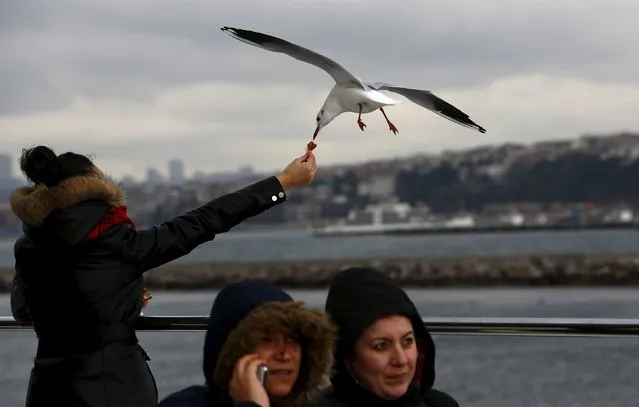 A woman feeds a seagull as she travels on a ferry over the Bosphorus in Istanbul, Turkey December 29, 2015. (Photo by Murad Sezer/Reuters)