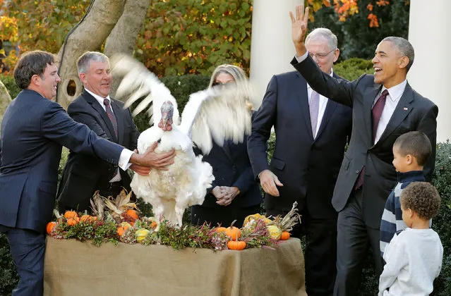 U.S. President Barack Obama (R) pardons the National Thanksgiving Turkey, “Tot”, with his nephews Aaron and Austin Robinson in a ceremony in the Rose Garden at the White House November 23, 2016 in Washington, DC. The President celebrated the 69th anniversary of the National Thanksgiving Turkey presentation. Hatched and raised in Iowa, the 2016 National Thanksgiving Turkey and its alternate will retire to “Gobblers Rest” at Virginia Tech. (Photo by Chip Somodevilla/Getty Images)