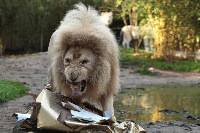 White lion Yabou opens a Christmas package filled with food on December 23, 2015 at the zoo in La Fleche, northwestern France. (Photo by Jean-Francois Monier/AFP Photo)
