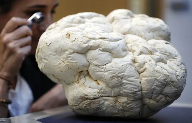 Scientist Laura Martinez-Suz examines the Calvatia Gigantea fungus, one of the biggest once also called puffball, at Kew Gardens' fungarium in London, Tuesday, September 11, 2018. Kew's first ever State of the World's Fungi report, is the first of its kind outlining the global state of fungi, reveals how important fungi are to all life on Earth. From those that cause havoc, to those that can heal and provide security to communities across the world, it presents the major issues affecting their diversity and abundance. (Photo by Frank Augstein/AP Photo)