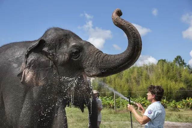 Trudy Williams washes down an Asian elephant named Icky at the Ringling Bros. and Barnum & Bailey Center for Elephant Conservation in Polk City, Florida in this September 30, 2015, file photo. The elephant acts that have been part of Ringling Bros. and Barnum & Bailey Circus shows for more than a century will end in May, earlier than their previously announcement retirement, the circus' parent company said on January 11, 2016. (Photo by Scott Audette/Reuters)