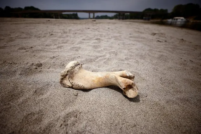 A bone lies on Po's dry riverbed as parts of Italy's longest river and largest reservoir of freshwater have dried up due to the worst drought in the last 70 years, in Boretto, Italy on June 22, 2022. (Photo by Guglielmo Mangiapane/Reuters)