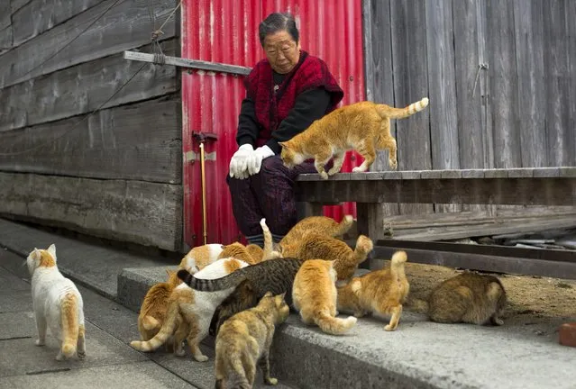Cats surround a local woman on Aoshima Island in Ehime prefecture in southern Japan February 25, 2015. An army of cats rules the remote island in southern Japan, curling up in abandoned houses or strutting about in a fishing village that is overrun with felines outnumbering humans six to one. Picture taken February 25, 2015.REUTERS/Thomas Peter 