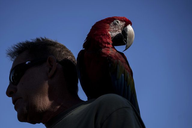Chuck Hogan, a resident on Kaniau Road, and his parrot, IIlani, are pictured during an interview at a checkpoint, Monday, September 25, 2023, in Lahaina, Hawaii. A small group of Lahaina residents returned to their devastated properties Monday for the first time since the Hawaii town was destroyed by wildfire nearly seven weeks earlier. (Photo by Mengshin Lin/AP Photo)