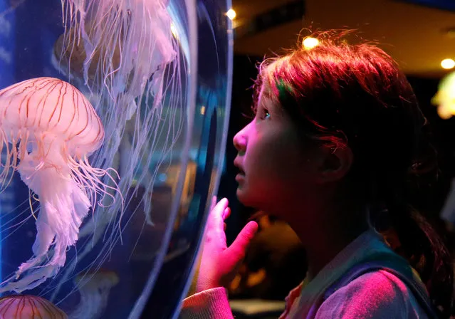 A young girl looks at jellyfish swimming in a tank at Shinagawa Aquarium in Tokyo, Japan, 28 August 2018. The jellyfish corner with its four tanks is a popular attraction at the Shinagawa Aquarium. (Photo by Franck Robichon/EPA/EFE)