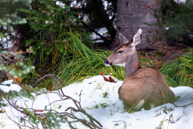 Female deer sitting in snow, Mount Rainier, Washington State, US. (Photo by Mark Lee/Alamy Stock Photo)