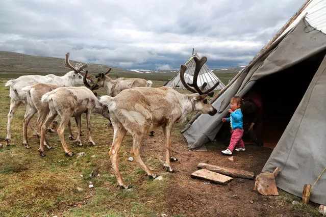 Tuvshinbayar plays with the reindeer. (Photo by Pascal Mannaerts/Rex Feature/Shutterstock)